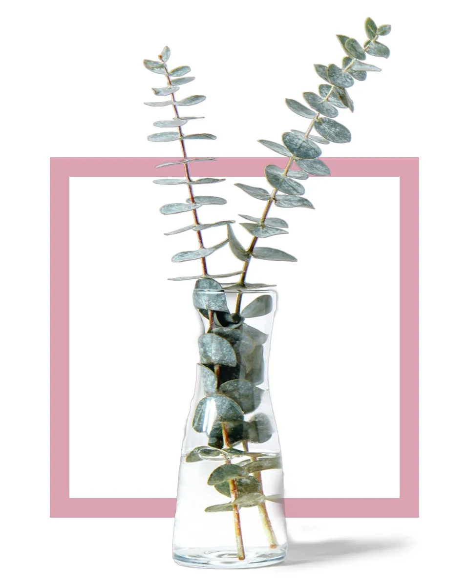 Eukalyptus-Zweige in einer Vase